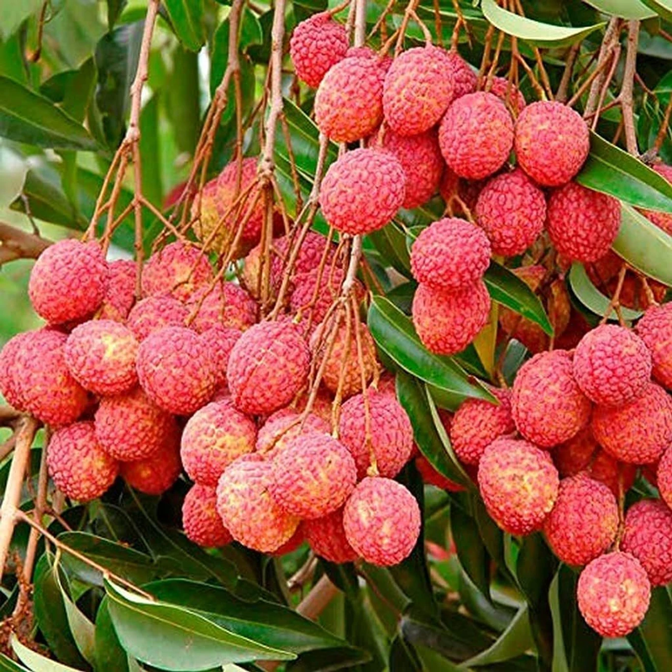 20-litchi-lychee-litchi-lichi-lichee-fruit-seeds