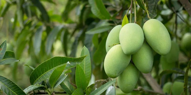 close-up-mango-fruit-mango-tree-scaled-1
